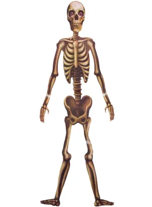 Cut Out 152cm Hanging Skeleton Halloween Decoration