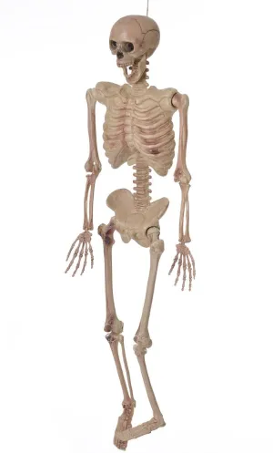 Life Size Hanging Skeleton Halloween Prop