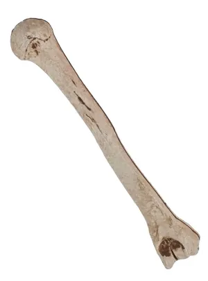 Novelty Plastic Skeleton Arm Bone Halloween Decoration