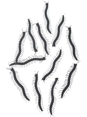 Pack of 12 Mini Black Centipedes Halloween Decoration