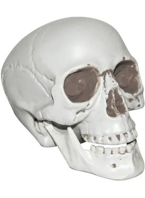 Realistic White Plastic Human Skull Head Halloween Decoration