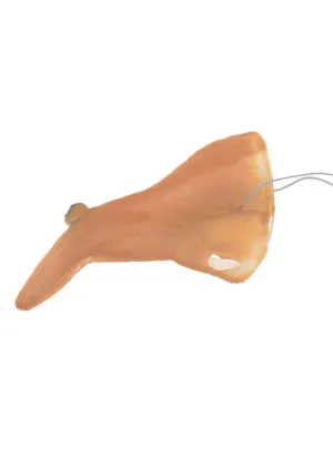 Warty Witch Nose Costume Accessory on Elastic